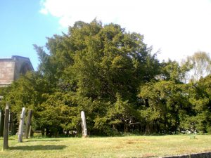The Yew Tree